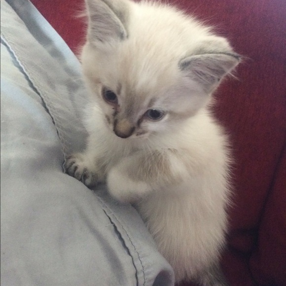 Meet your Posher, Jodee - Picture 2 of 3